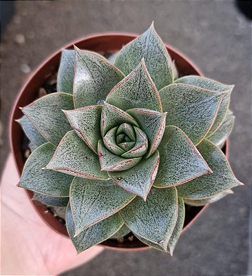 Echeveria Dionysos