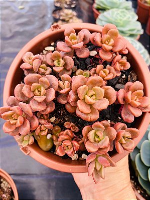 Graptoveria 'Adria Bubbaloo'