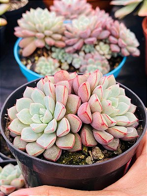 Echeveria Subcorymbosa
