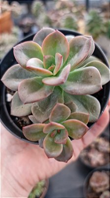 Echeveria Chroma