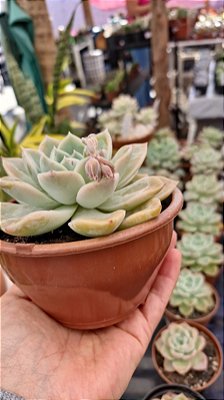 Echeveria 'Fantôme'
