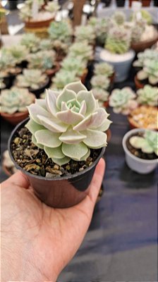 Echeveria 'Lola'