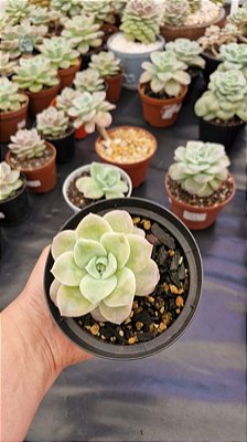 Echeveria 'Lovely Rose'