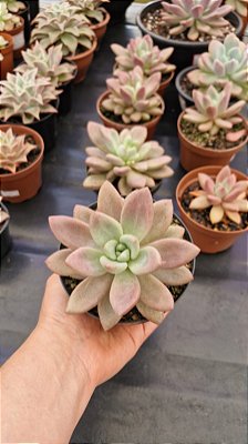 Echeveria 'Opalina'