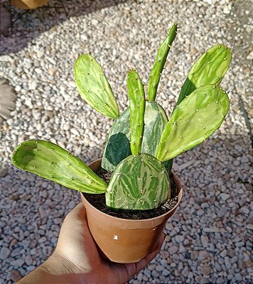 Palma Variegata