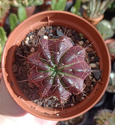 Parodia arechavaletae