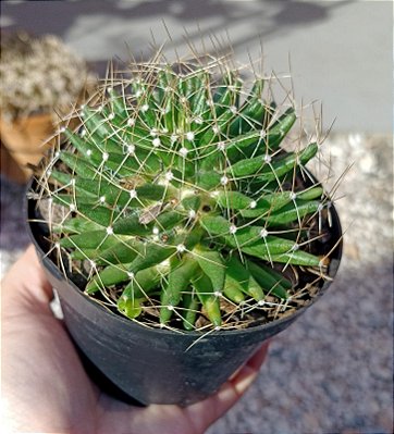 Mammilaria Decipiens