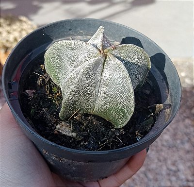 Astrophytum Myriostigma