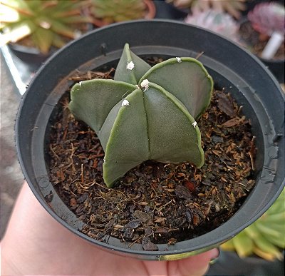 Astrophytum Nudum