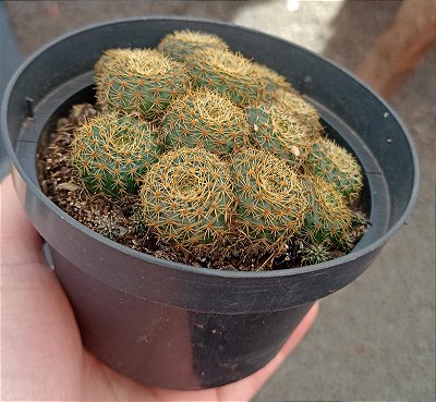 Fraileio Pumila (Colonia)