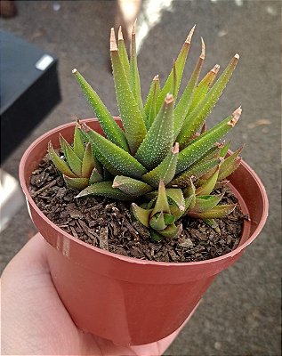 Haworthia Attenuata