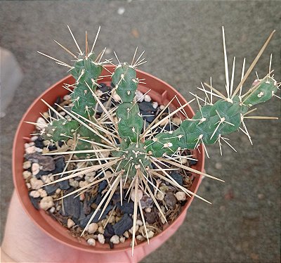 Cylindropuntia Tunicata