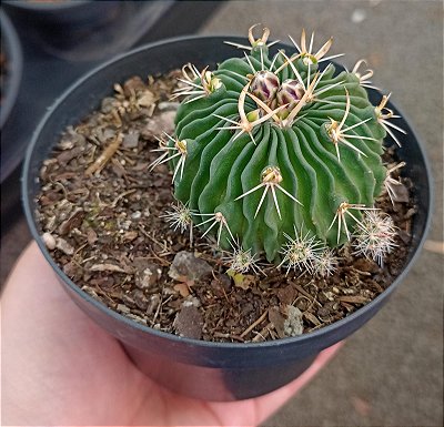 Stenocactus Lloydii