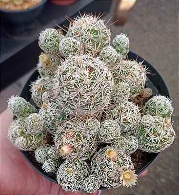 Mammillaria Vetula