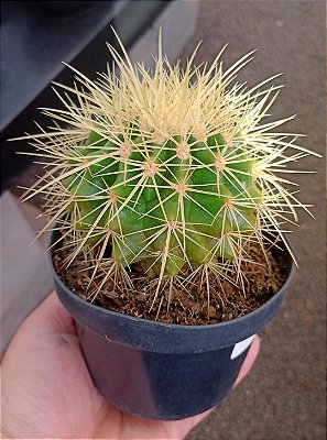 Poltrona de Sogra