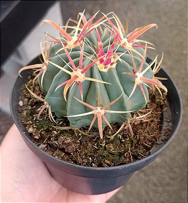 Ferocactus Latispinus