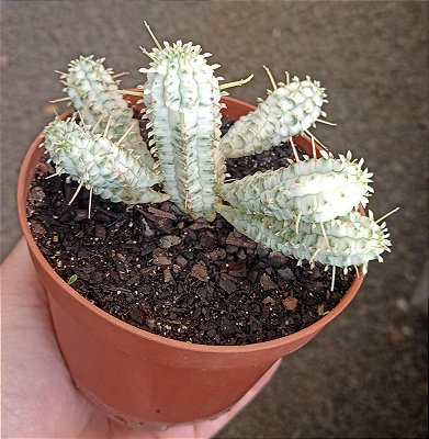 Euphorbia Mammillaris variegata