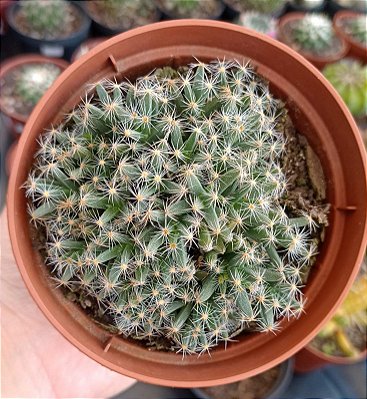 Trichodiadema Densum