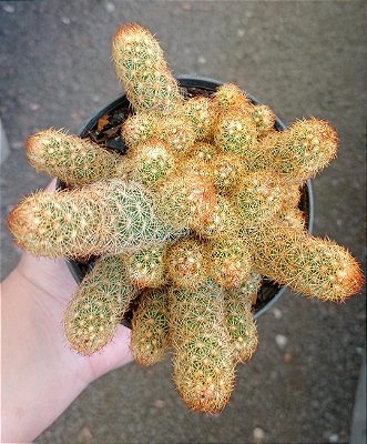 Cacto Dedo-de-Moça