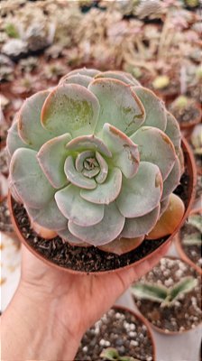 Echeveria Híbrida Atlantis