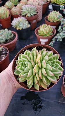 Echeveria Flamenco