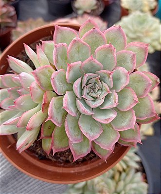 Echeveria Apus Cristal