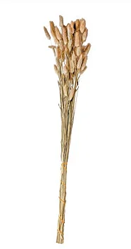 FLOR CAUDA DE COELHO PRESERVADA - 16770