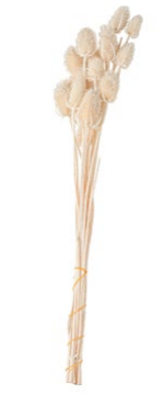 FLOR ERYNGIUM PRESERVADA - 16773