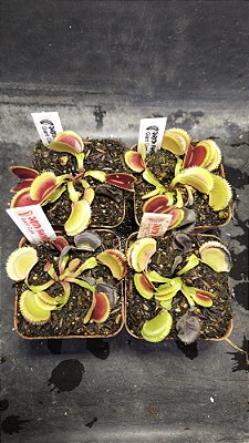 Dionaea 'Giant Clam'