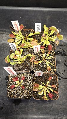 Dionaea 'Microdent'