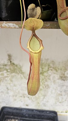 Nepenthes Ventrata (ventricosa x alata)