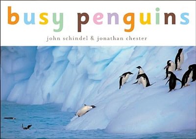 Busy Penguins-..
