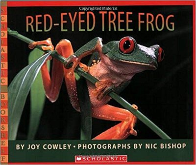Red-Eyed Tree Frog