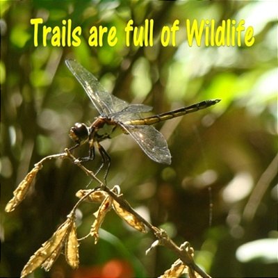 Trails Are Full Of Wildlife: A Book Of Fun Facts And Amazing Photos-..