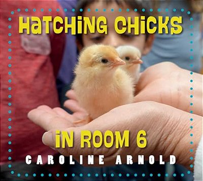 Hatching Chicks In Room 6-..