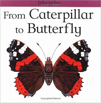 From Caterpillar To Butterfly-..
