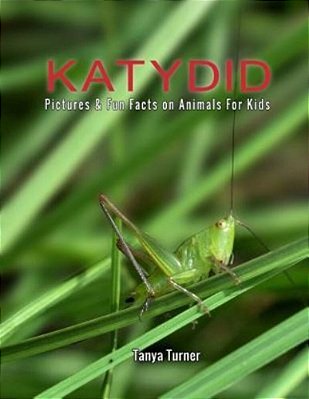 Katydid: Pictures & Fun Facts On Animals For Kids-..