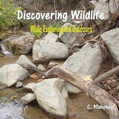 Discovering Wildlife While Exploring The Outdoors-..