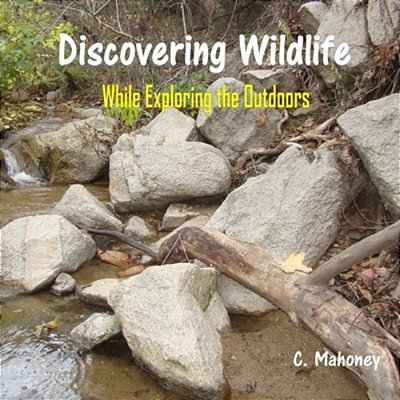 Discovering Wildlife While Exploring The Outdoors-..