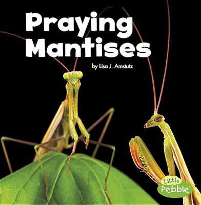 Praying Mantises-..
