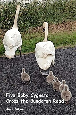 Five Baby Cygnets Cross The Bundoran Road-..