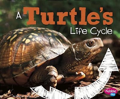A Turtle's Life Cycle-..