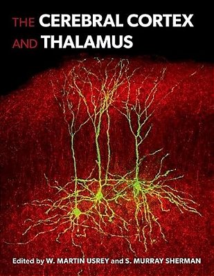 The Cerebral Cortex And Thalamus-..