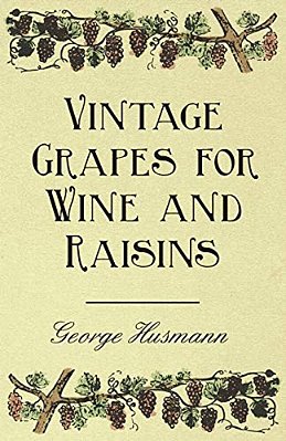 Vintage Grapes For Wine And Raisins-..