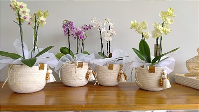 Mini Banner Orquideas