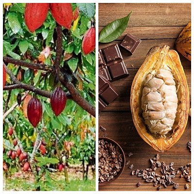 CACAU (Theobroma cacao)