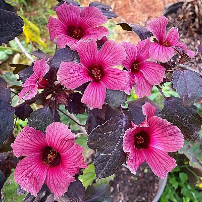 HIBISCO DE CHÁ ROXO (Hibiscus acetosella) - Muda com até 80 cm