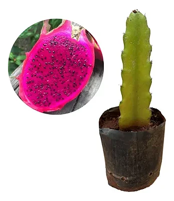PITAYA POLPA ROXA ou VERMELHA (Hylocereus lemairei) - Muda de Estaca com 30 cm