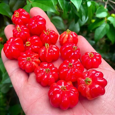 PITANGA (Eugenia uniflora) - Muda