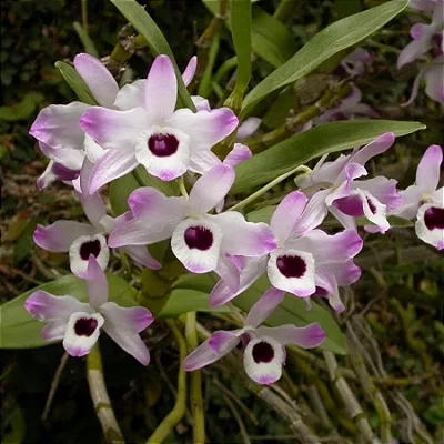 ORQUÍDEA OLHOS DE BONECA (Dendrobium nobile)